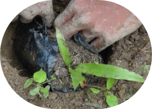 Preparing the soil and planting